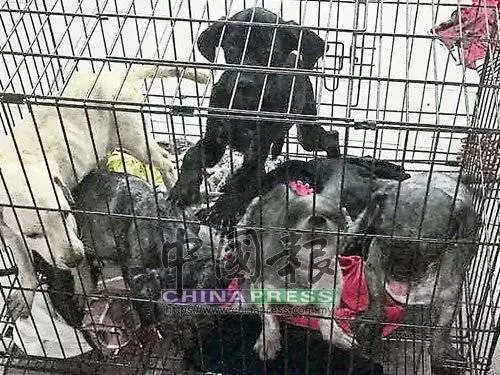 [ 大馬 ] 女英雄爬入屋救貓狗．12瘦骨如柴貓狗救出 治療後開放領養