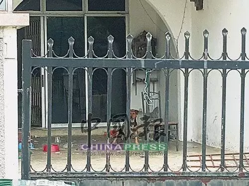 [ 大馬 ] 女英雄爬入屋救貓狗．12瘦骨如柴貓狗救出 治療後開放領養