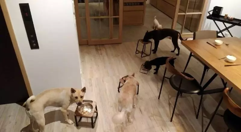 蕭敬騰8層豪宅成流浪狗樂園,遛狗不用出門,請專業獸醫隨時治療