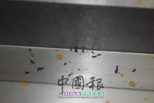 [ 大馬 ] 老鼠屎、蟑螂處處可見 檳2扁擔飯店被令關2周