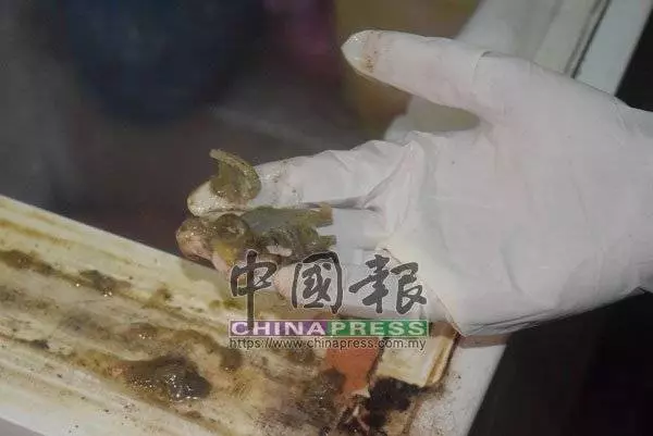 [ 大馬 ] 老鼠屎、蟑螂處處可見 檳2扁擔飯店被令關2周