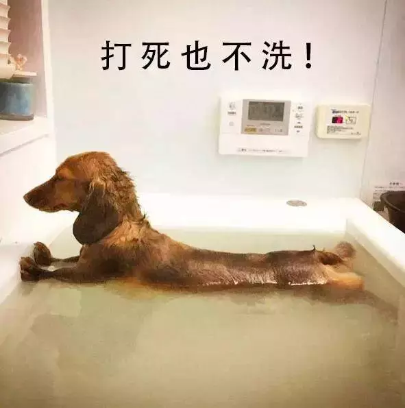 心愛的玩具被洗,小柯基擔心的守護了一整晚~