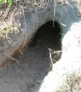 因奶水不足,流浪狗媽媽每天去魚塘捕魚給寶寶