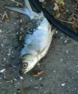 因奶水不足,流浪狗媽媽每天去魚塘捕魚給寶寶