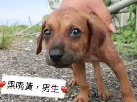 因奶水不足,流浪狗媽媽每天去魚塘捕魚給寶寶