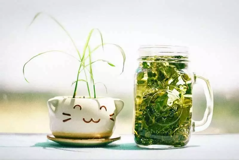 無糖綠茶當水喝會有什麼後果? 貧血、便秘5大問題藏在身體裡
