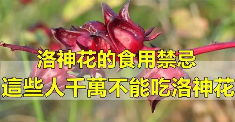 植物界的紅寶石,洛神花的食用禁忌,這些人不能吃洛神花(一定要知道)