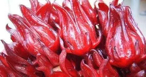 植物界的紅寶石,洛神花的食用禁忌,這些人不能吃洛神花(一定要知道)