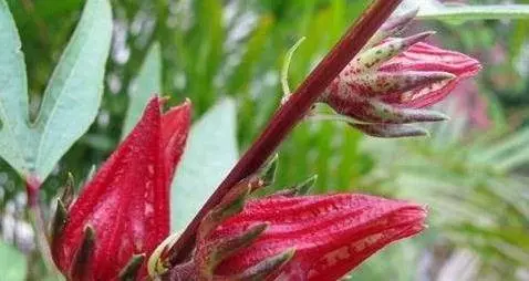 植物界的紅寶石,洛神花的食用禁忌,這些人不能吃洛神花(一定要知道)