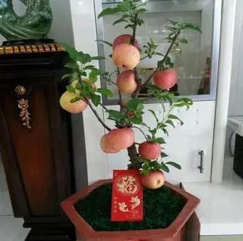家裡要是還有空地,記住要種上這"3種水果",一年365天都吃不完