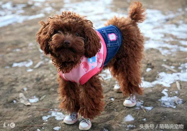 貴賓狗好養嗎?這3件事狗狗非常害怕,一定要遠離