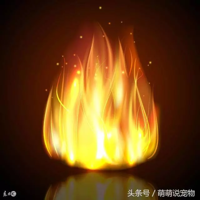 貴賓狗好養嗎?這3件事狗狗非常害怕,一定要遠離