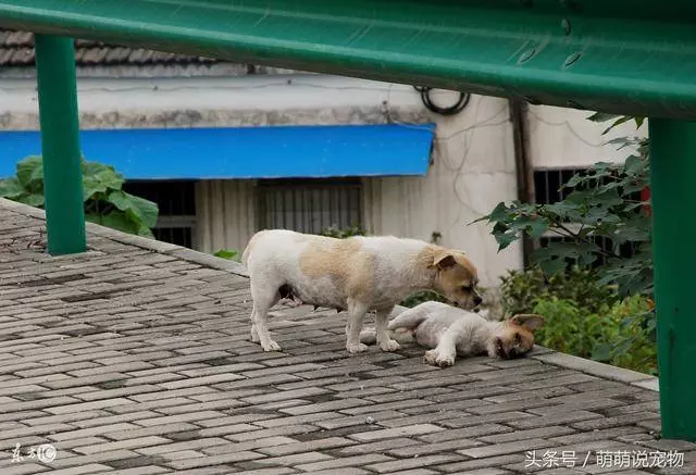貴賓狗好養嗎?這3件事狗狗非常害怕,一定要遠離