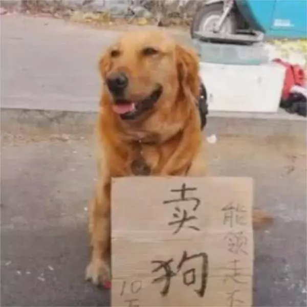 金毛坐路邊要價10萬塊,看到它面前的牌子,路人搶著要
