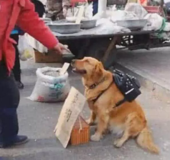 金毛坐路邊要價10萬塊,看到它面前的牌子,路人搶著要