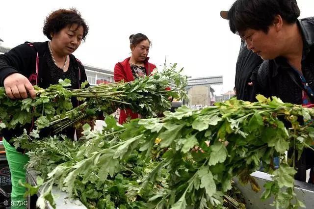 車前草能治痛風?還有什麼治療痛風的好辦法