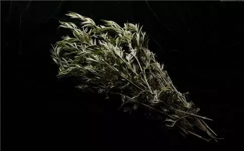 膝蓋疼的人高興了 一把艾葉一瓶白酒 緩解關節疼痛 為家人收好