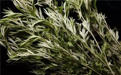 膝蓋疼的人高興了 一把艾葉一瓶白酒 緩解關節疼痛 為家人收好