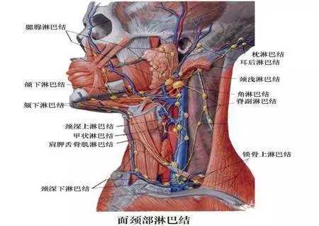 你身上的淋巴你都知道在哪裡嗎?淋巴結腫大不是小事,6大潛藏疾病要警惕