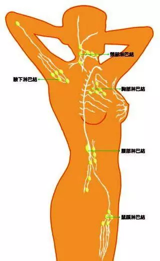 你身上的淋巴你都知道在哪裡嗎?淋巴結腫大不是小事,6大潛藏疾病要警惕