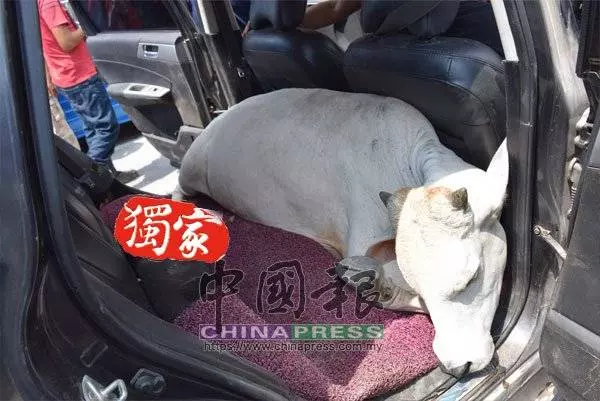 [ 大馬 ] 休旅車偷牛 牛賊狂逃20公里 鬧市就擒