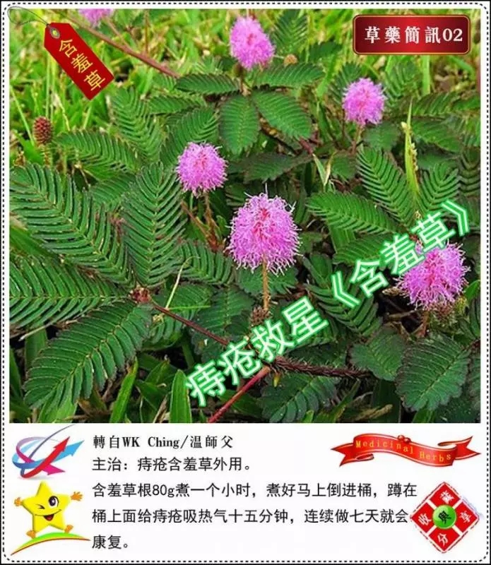 30種草藥簡訊!!必要收藏起來!!!