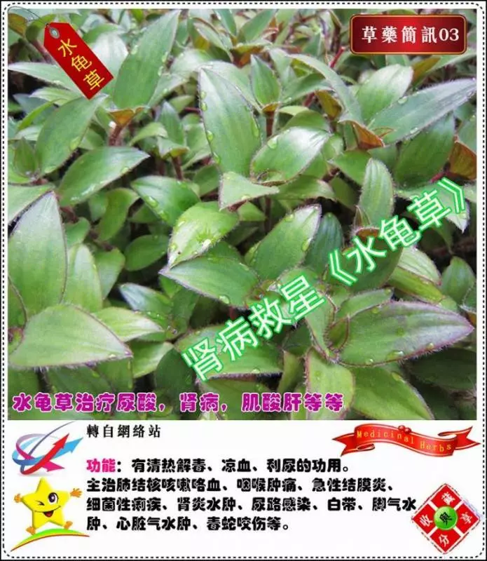 30種草藥簡訊!!必要收藏起來!!!