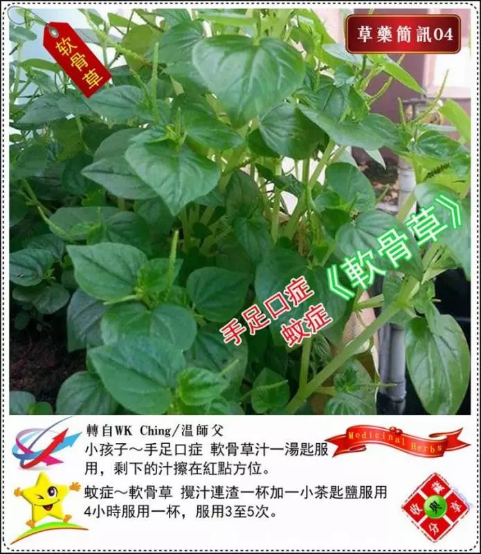30種草藥簡訊!!必要收藏起來!!!