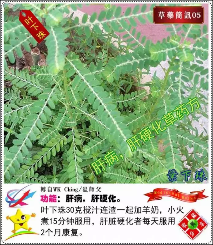 30種草藥簡訊!!必要收藏起來!!!