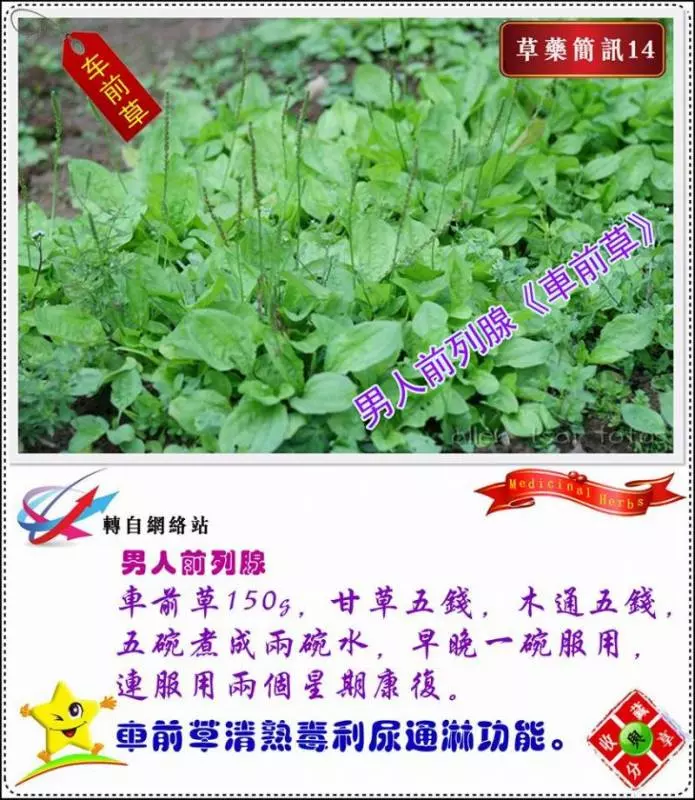 30種草藥簡訊!!必要收藏起來!!!