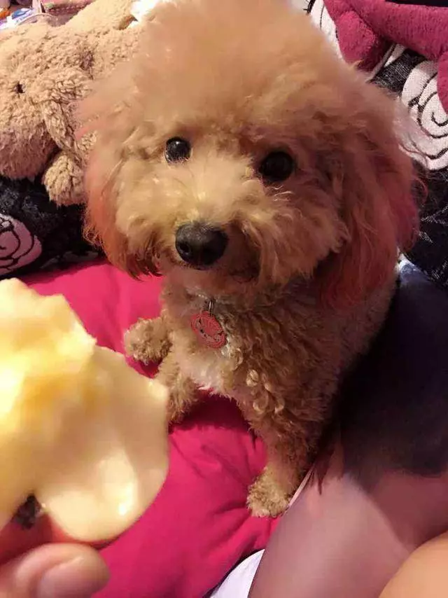 這6種食物餵食貴賓犬,越吃越美麗,很多人都不知道!