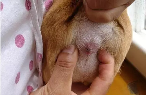 如何清理狗狗肛門腺?送你4個小竅門!