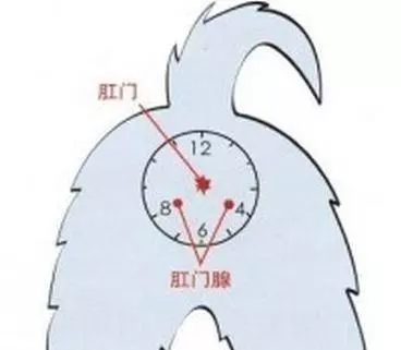 如何清理狗狗肛門腺?送你4個小竅門!