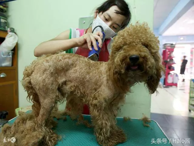 你真的懂養狗嗎?養狗最容易忽略的10件事