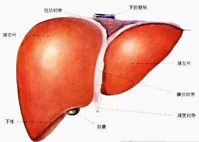 嘴巴出現這個症狀,這是肝臟積毒的信號說明你的肝臟已不堪重負,一試一個準