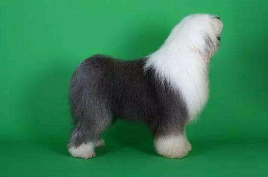 為什麼有些犬種的狗狗要斷尾呢?斷尾的真正意義是什麼