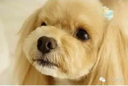 狗狗愛你的11種表現,中5條你就成功了!