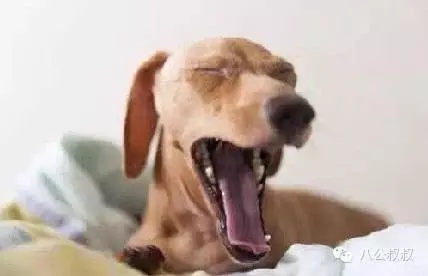狗狗愛你的11種表現,中5條你就成功了!