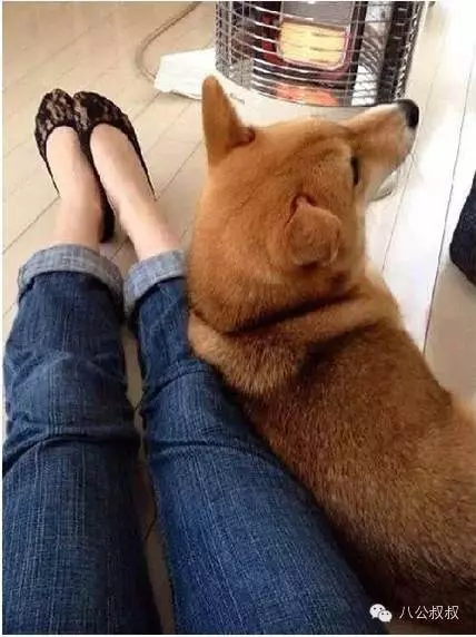 狗狗愛你的11種表現,中5條你就成功了!