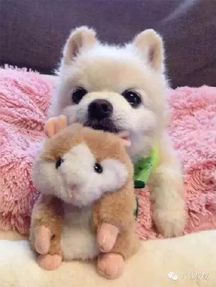 狗狗愛你的11種表現,中5條你就成功了!