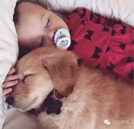 狗狗愛你的11種表現,中5條你就成功了!