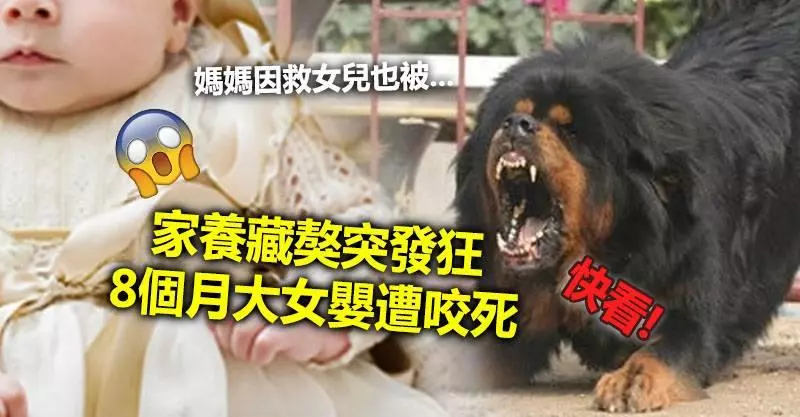 家養藏獒突發狂 8個月大女嬰遭咬死