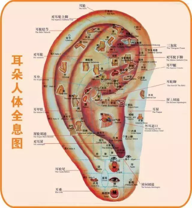 這個部位,拉的越多,腎就越好,男女都適合