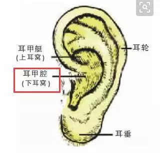 這個部位,拉的越多,腎就越好,男女都適合