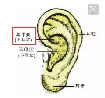 這個部位,拉的越多,腎就越好,男女都適合
