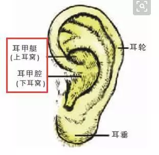 這個部位,拉的越多,腎就越好,男女都適合