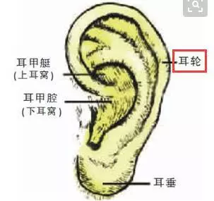 這個部位,拉的越多,腎就越好,男女都適合