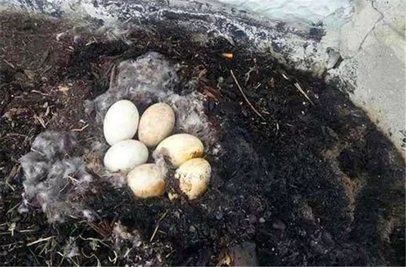 鵝羽毛被燒焦卻坐在地上一動不動,啥情況