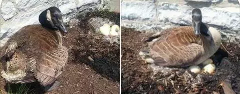 鵝羽毛被燒焦卻坐在地上一動不動,啥情況
