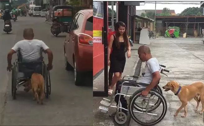 不舍主人手酸忠犬緊跟輪椅旁 用頭幫身障男推輪椅